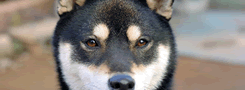 柴犬の病気予防